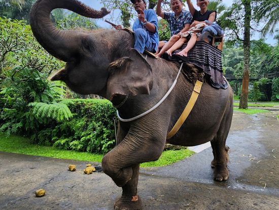 象乗り (象乗り/動物) | インドネシアの観光・オプショナル 象乗り (象乗り/動物) | インドネシアの観光・オプショナル