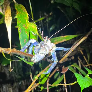 ナイトツアー ヤシガニなどの亜熱帯特有の動植物探し＋星空観賞＜宮古島＞の参加体験談 | 宮古島の観光・オプショナルツアー専門 VELTRA(ベルトラ)