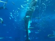 長さ8.8mのジンベイザメの食事