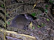 アマミノクロウサギさん