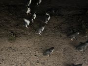 上陸して巣穴に向かう親ペンギン