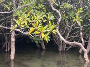 マングローブのトンネル