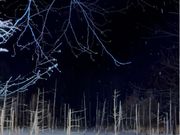 青い池ライトアップ