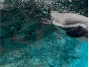 ペンギンの泳ぎ始めの気泡いっぱい！