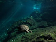 グランセノーテ