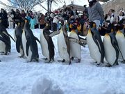 旭山動物園のペンギン散歩