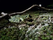 イシカワガエル