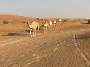 デザートサファリにて