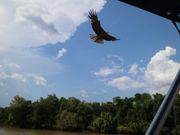 イーグルも餌やり