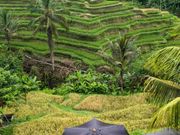 ライステラスは3毛作。手前の黄色に色づいた稲は収穫近し。　ヤシの林との調和も良い。