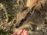 ロックワラビーへの餌付け