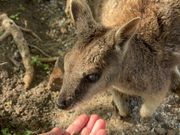 ロックワラビーへの餌付け