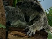 ガラスもなくすぐ近くで見ることができます