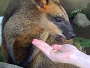 ワラビー、カンガルーにご飯をあげることができます