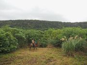 与那国馬はやさしくて可愛いです❤️