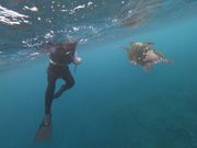 海がめとこんにちは