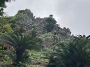 切り立った大石林山