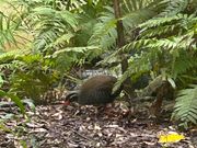 ヤンバルクイナ