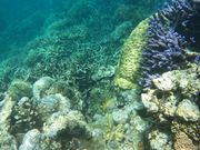 アウターリーフの海の中