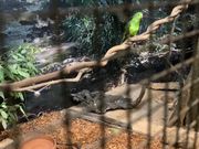 コアラを待つ時間でトカゲや鳥を見ることができます．