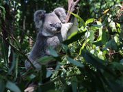 日向ぼっコアラ💓