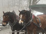 下山の際は馬車に乗ることが出来ました
