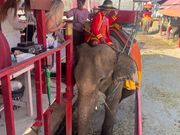 象乗り体験！象が可愛かった！