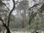 靄がかかってわかりにくいですが、真ん中の木が縄文杉です