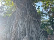 ワット・プラ・マハタート