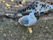 コロッセオに住むカモメ