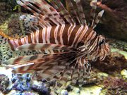 美ら海　ミノカサゴ