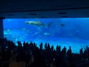 美ら海と言えば！