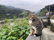 猫村ではねこと遊んだり、ねこアートのラテを飲んで一休みしたり。楽しいひとときでした。