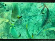 グラスボトムボート