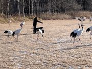 （大切にされています）鶴