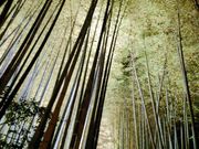 竹林ライトアップ❣