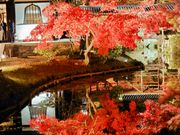高台寺·臥龍池の紅葉🍁
