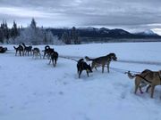 ９頭立て犬ぞり、本格的！