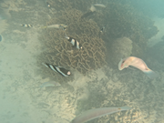 魚も見れました！