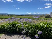 ワイナリーからの景色