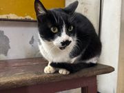 猫村のねこさん