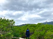 マングローブの散策