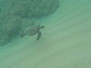 ホヌに出会えました