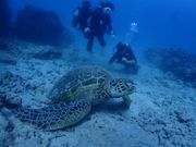 ウミガメ遭遇率100%は本当でした！