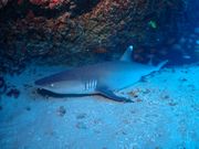 お母さんサメ？お腹に赤ちゃん