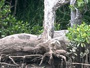 サキシマスオウ