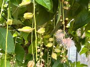 スターフルーツ