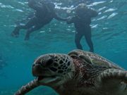 ウミガメシュノーケル