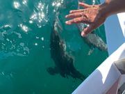 手の下のイルカ