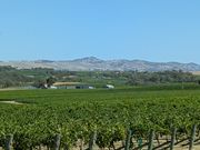 広大なバロッサバレー